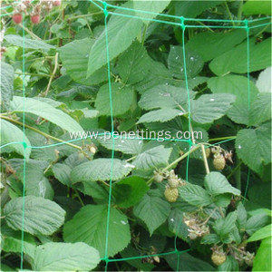 Climbing plant support netting for vegetable